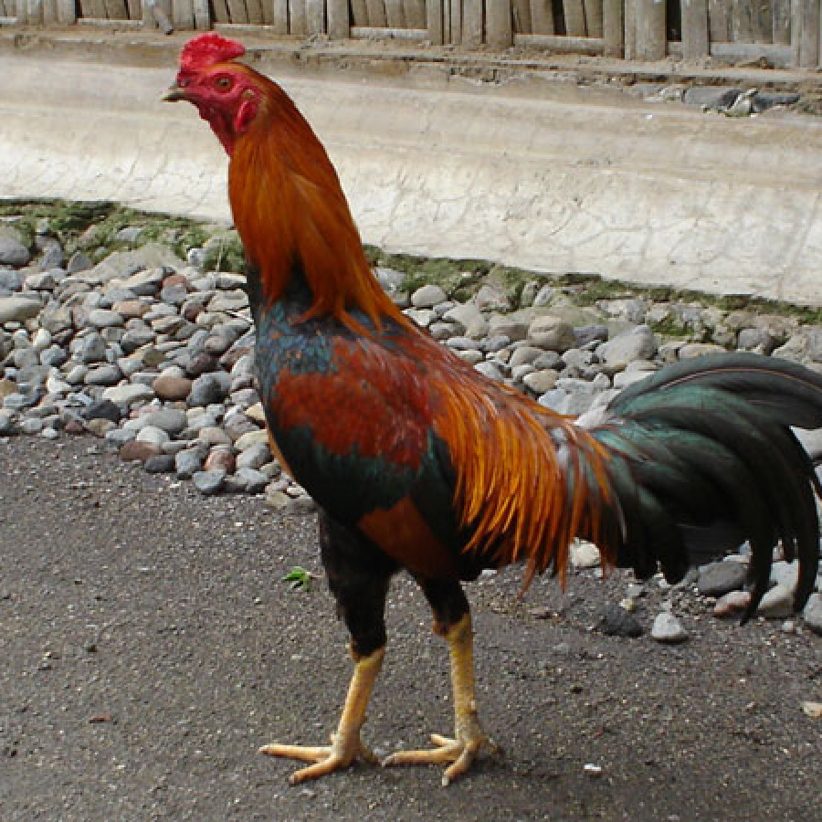 Ayam Buras Pejantan - utama