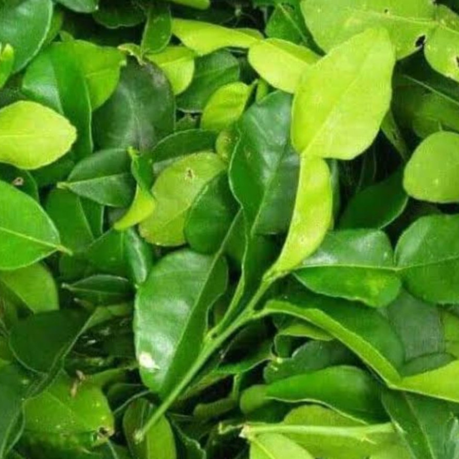 Daun Jeruk Purut