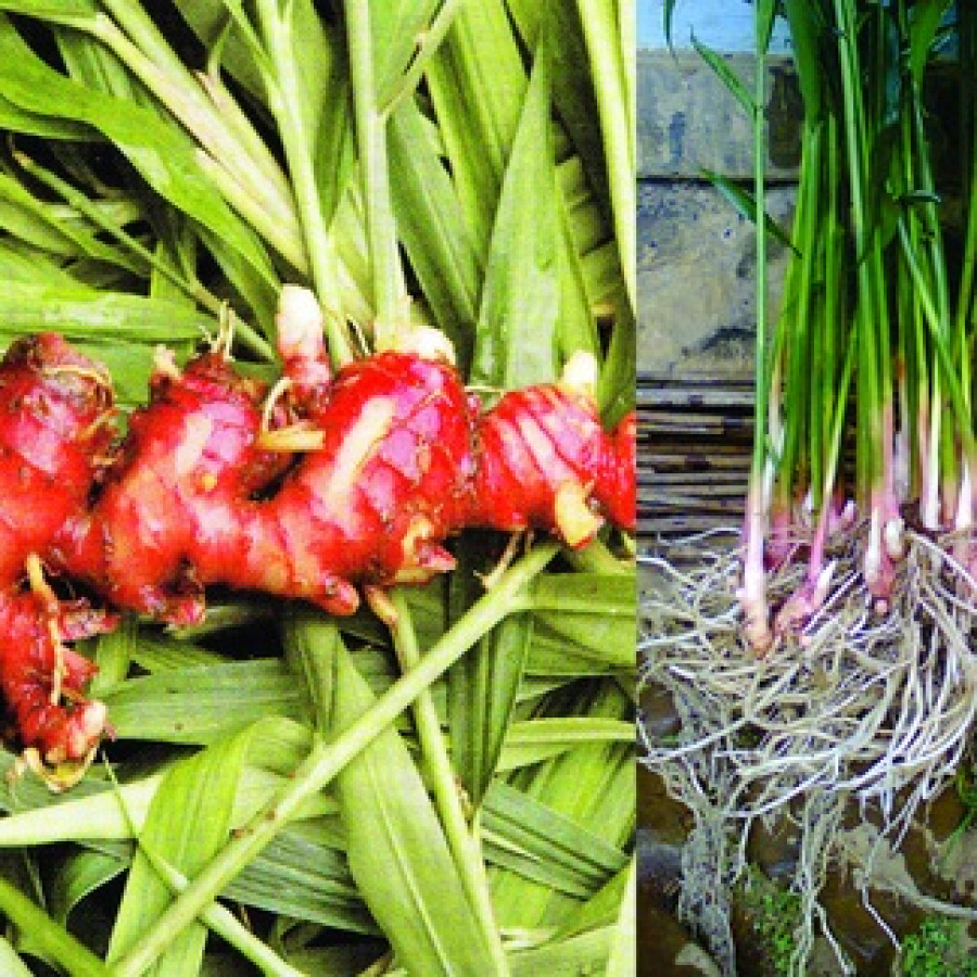 Paket Bibit Tanaman Obat