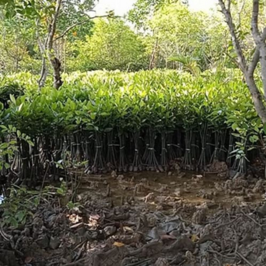 Bibit Mangrove