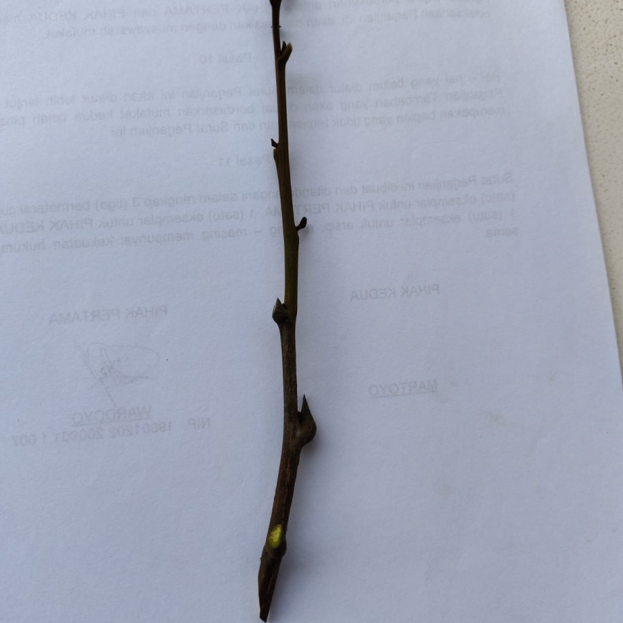 entres bibit kelengkeng - detail