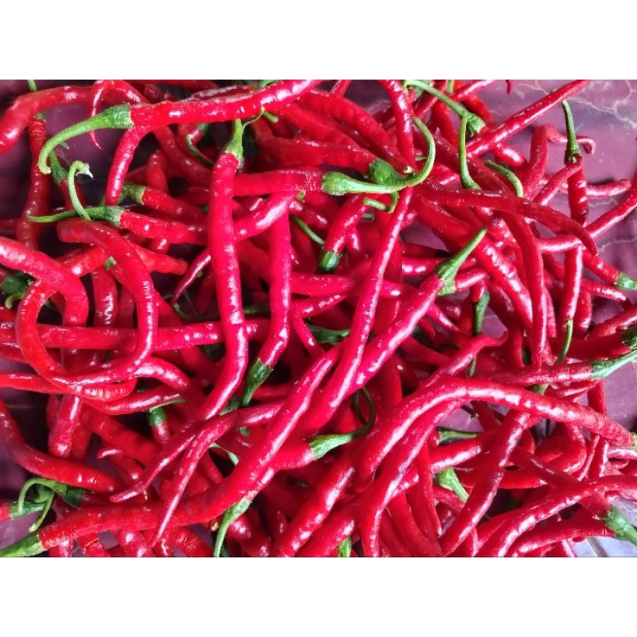 Cabai Merah Besar 1 kg BWI