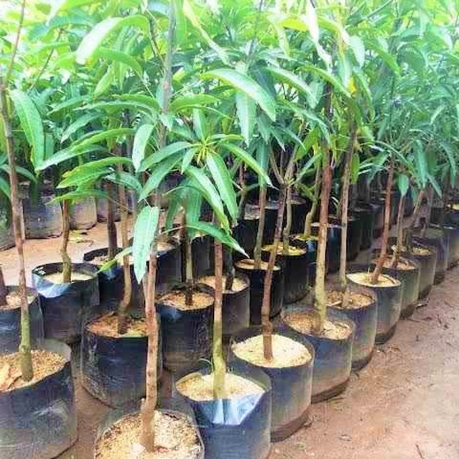 Mangga Arumanis - depan