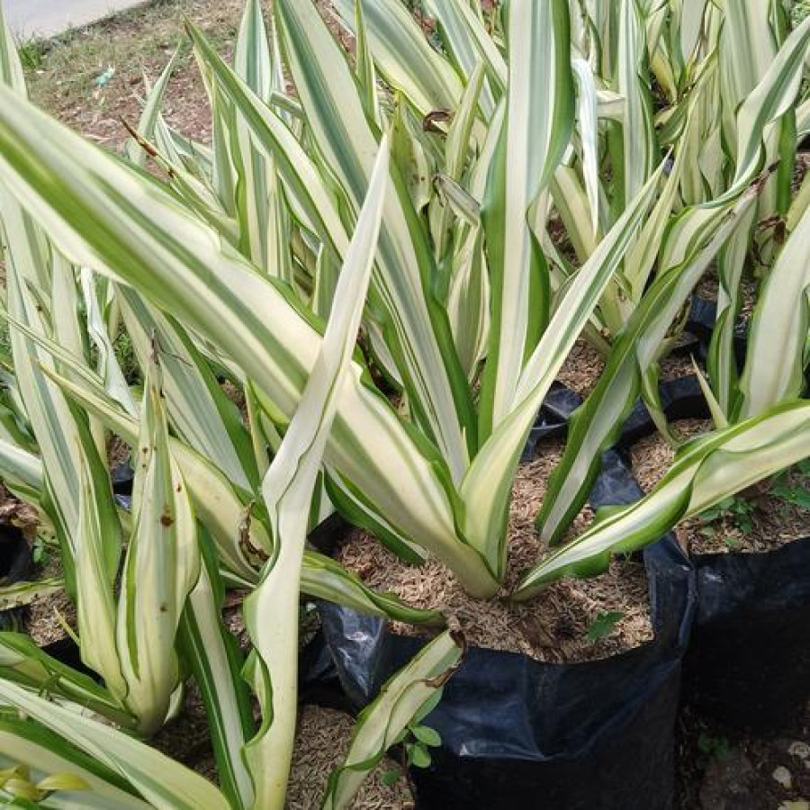 Bunga Agave
