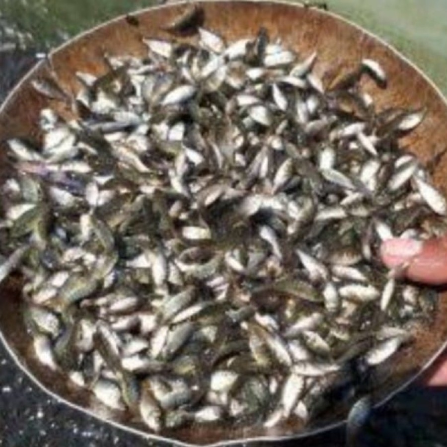 Benih Ikan Nila