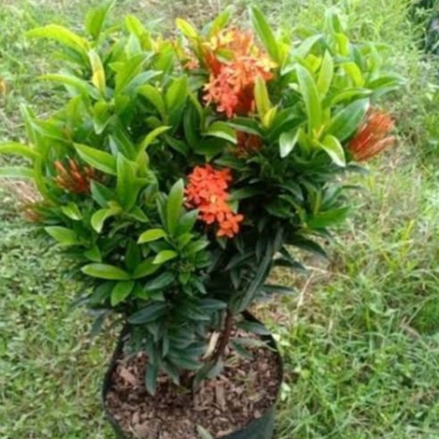 Soka Singapur