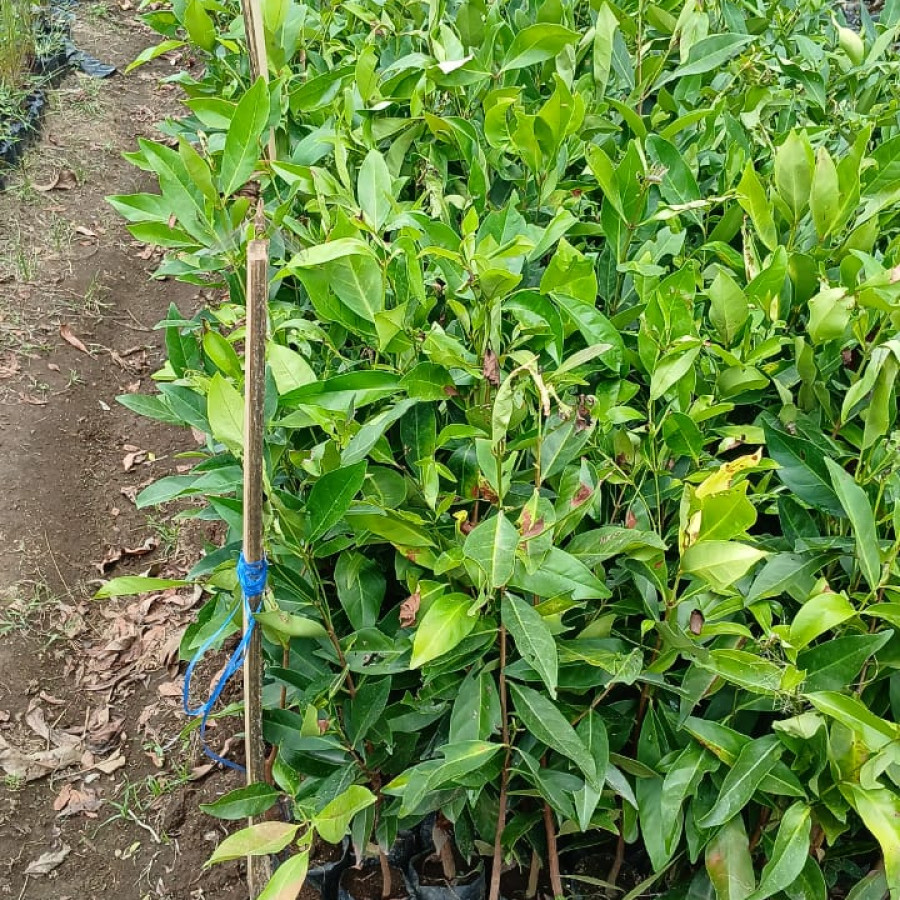 Bibit Salam - samping