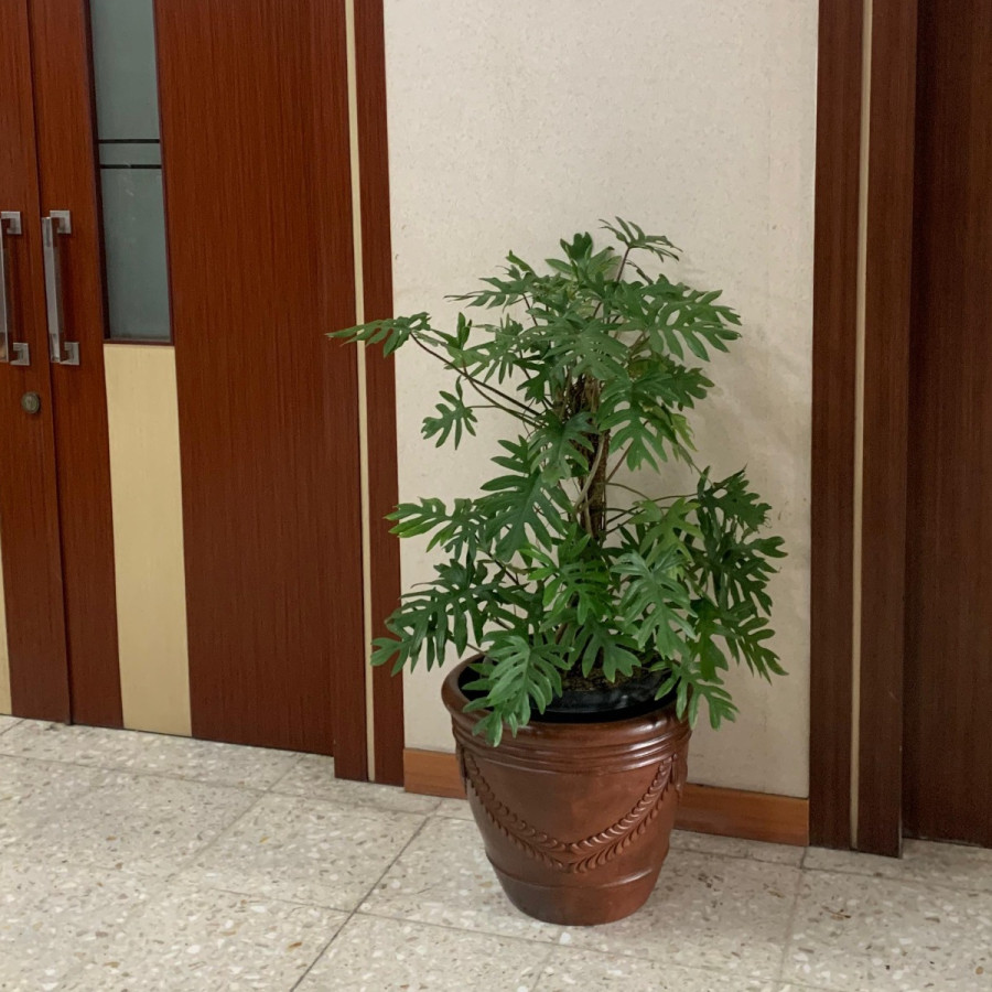 SEWA TANAMAN HIAS - detail