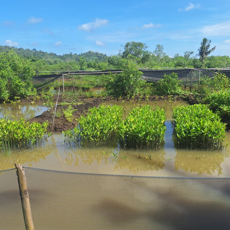 Bibit Mangrove