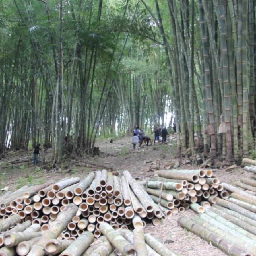 Bambu, per meter - utama