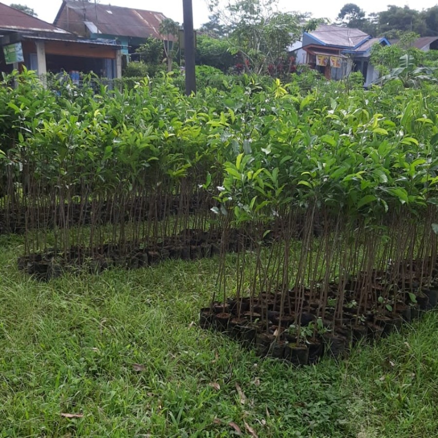 BIBIT TANJUNG - CV. RISKI UTAMA BIBIT - depan