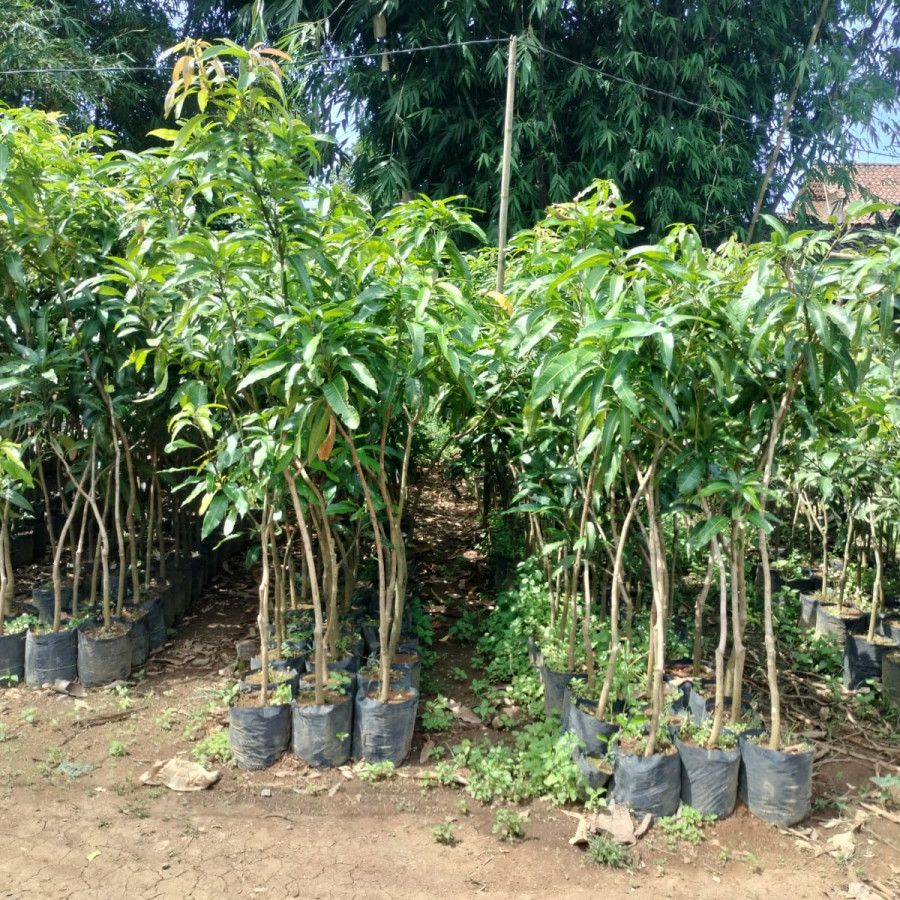 Mangga Manalagi - samping