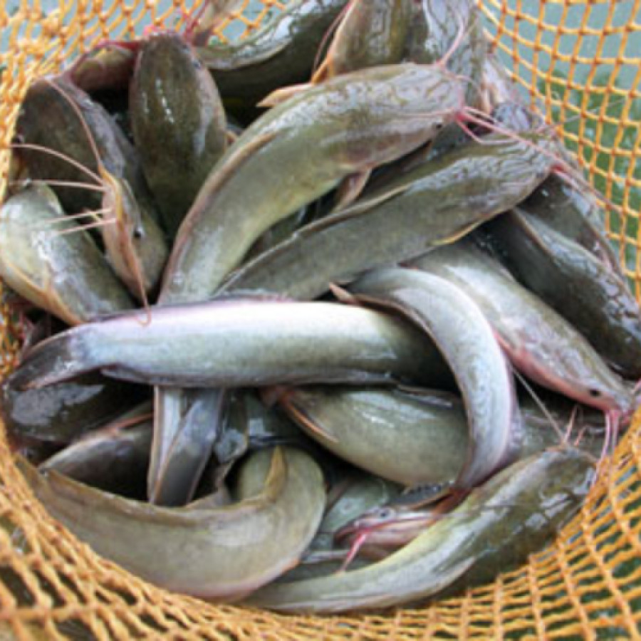 IKAN LELE