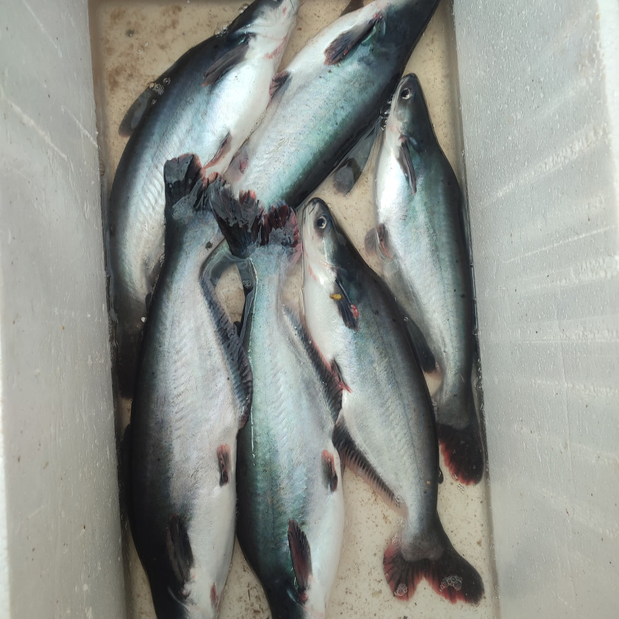 Paket Bahan Baku Lomba Masak Ikan - utama