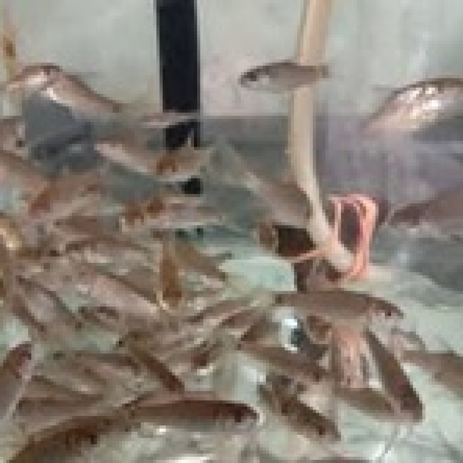Benih Ikan Sengkaring