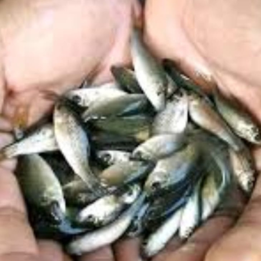 BENIH IKAN NILEM
