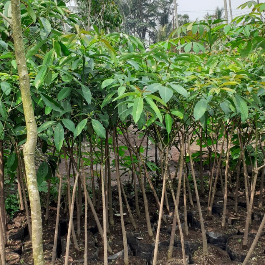 Pule 300 cm - samping