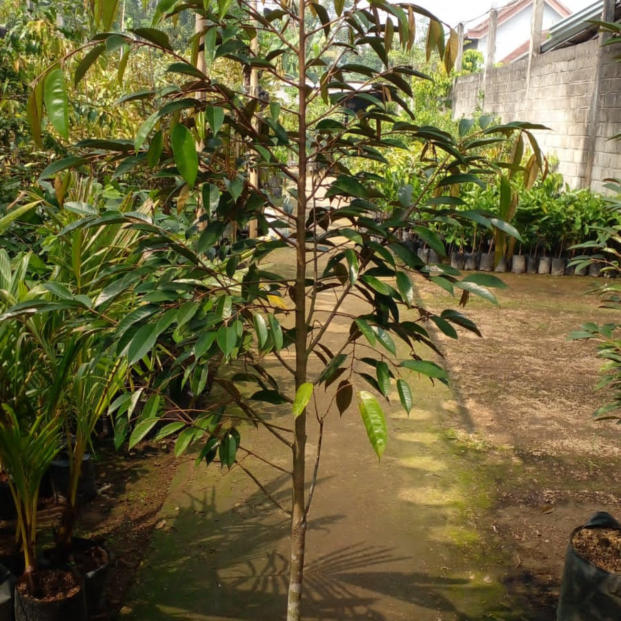 Bibit Pohon Durian