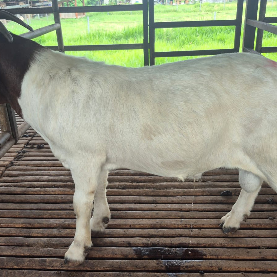 Boer Fullblood Ear Tag FB 010 (Jantan) - samping