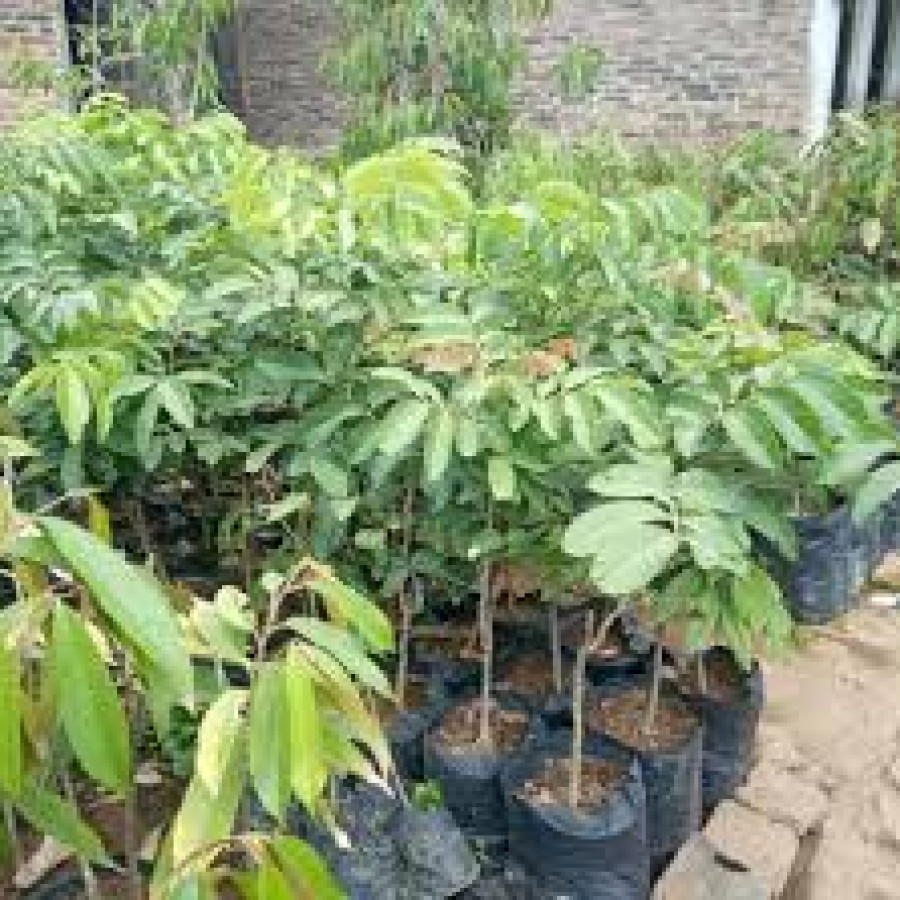 bibit kelengkeng - utama