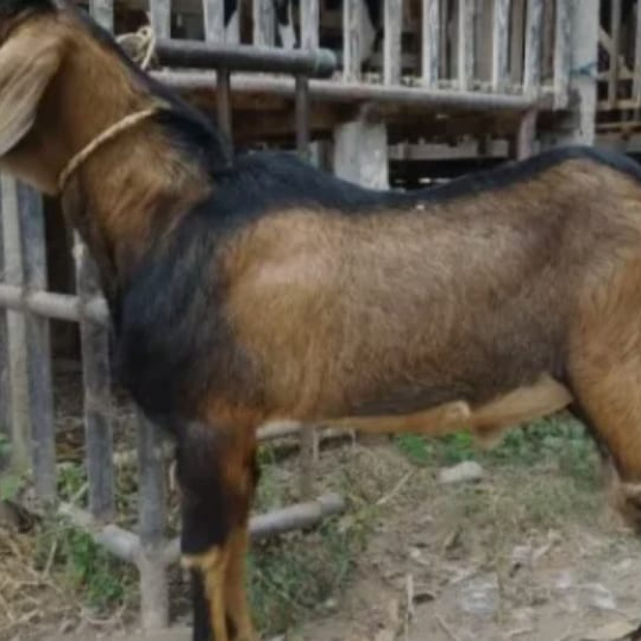 Kambing jawa randu - depan