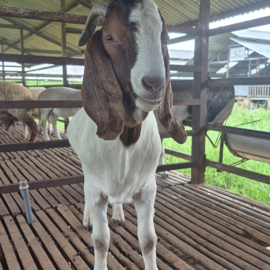 Boer Fullblood Ear Tag FB 010 (Jantan) - depan