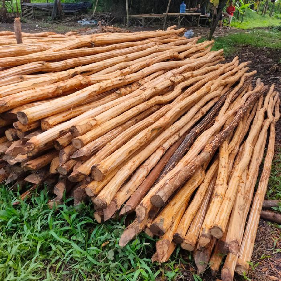 Kayu Dolken