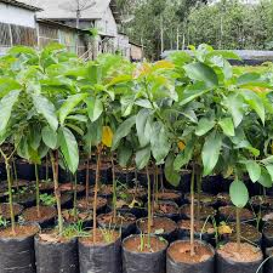 Bibit alpukat vegetatif - utama