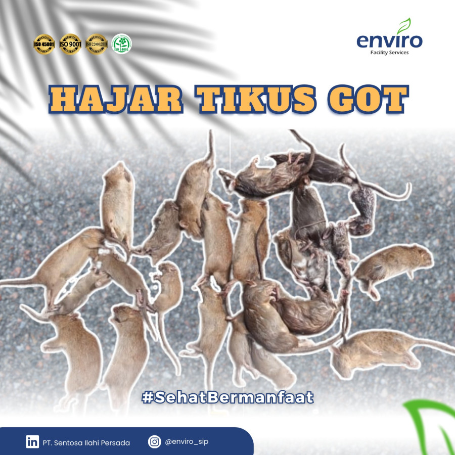 Jasa Pengendalian Hama Tikus - utama