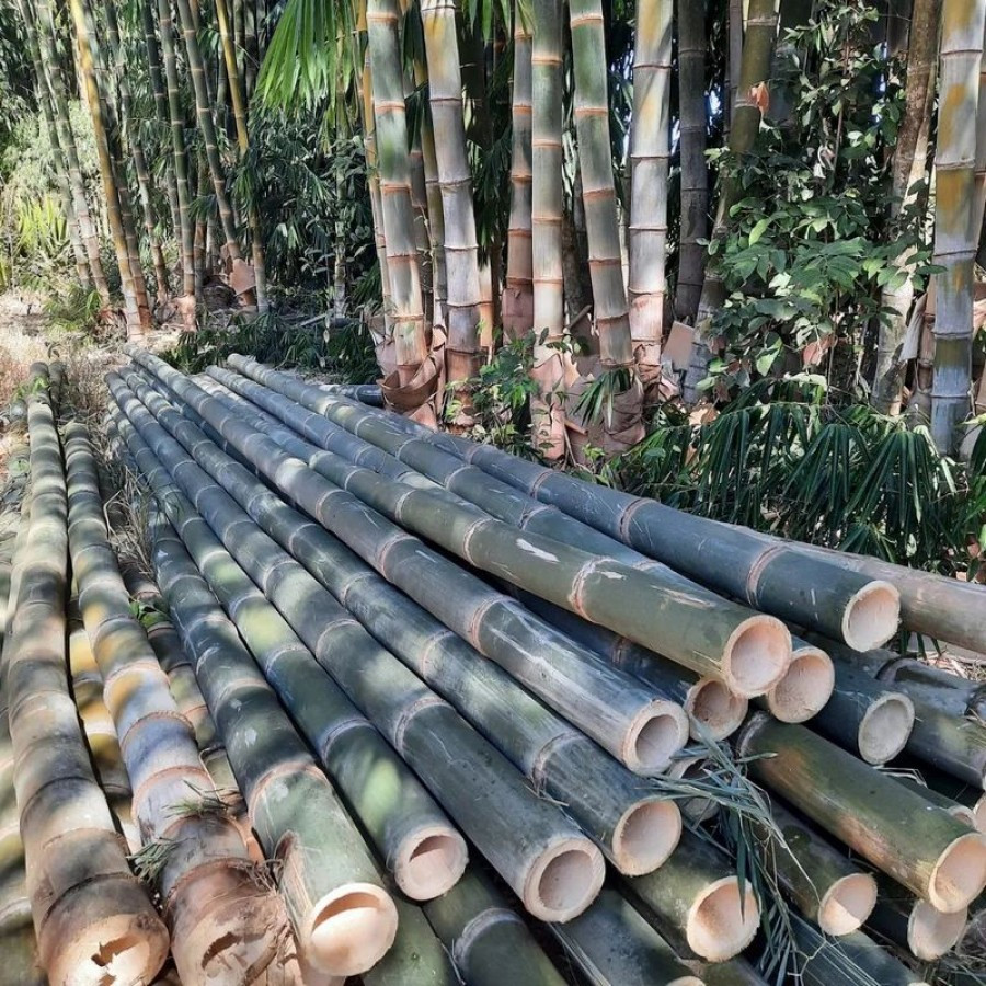 Bambu Petung/Lokal