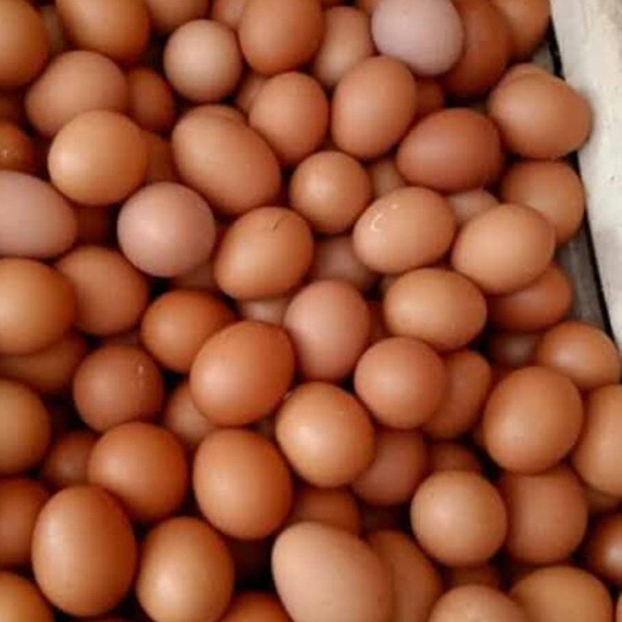 TELUR AYAM