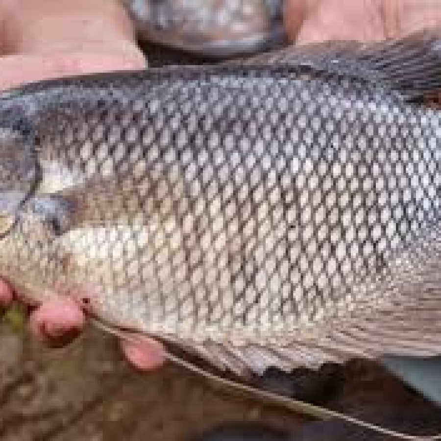 Ikan Gurameh - depan