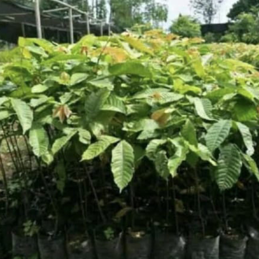 BIBIT MATOA