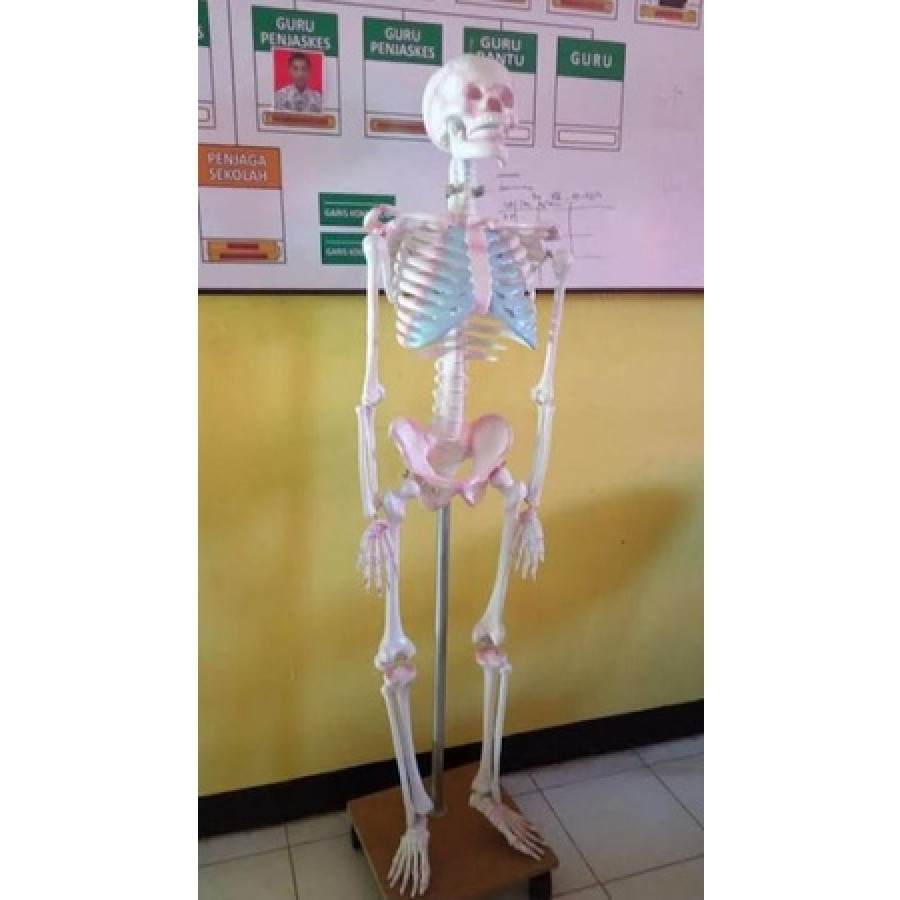 Kerangka Manusia