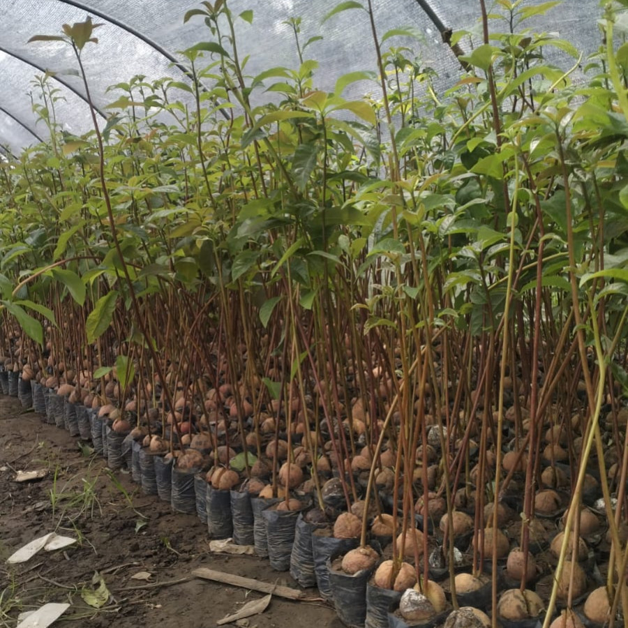 Seedling Bibit Alpukat