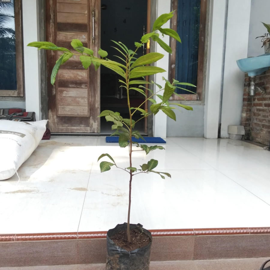 seedling klengkeng - depan
