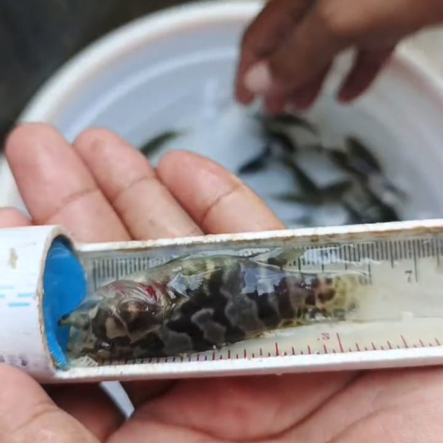 Benih Ikan Kerapu Macan - utama
