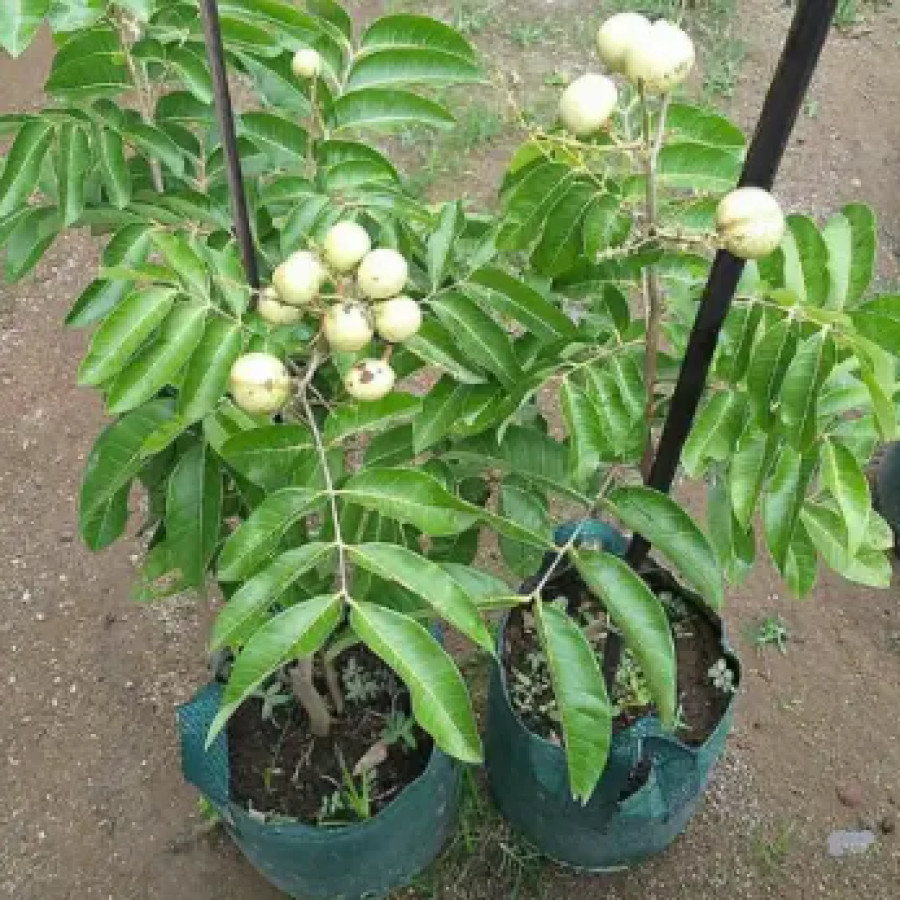 Bibit Klengkeng