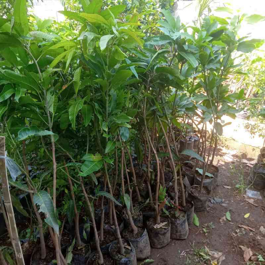 Benih Mangga Arumanis Tinggi 150 Cm