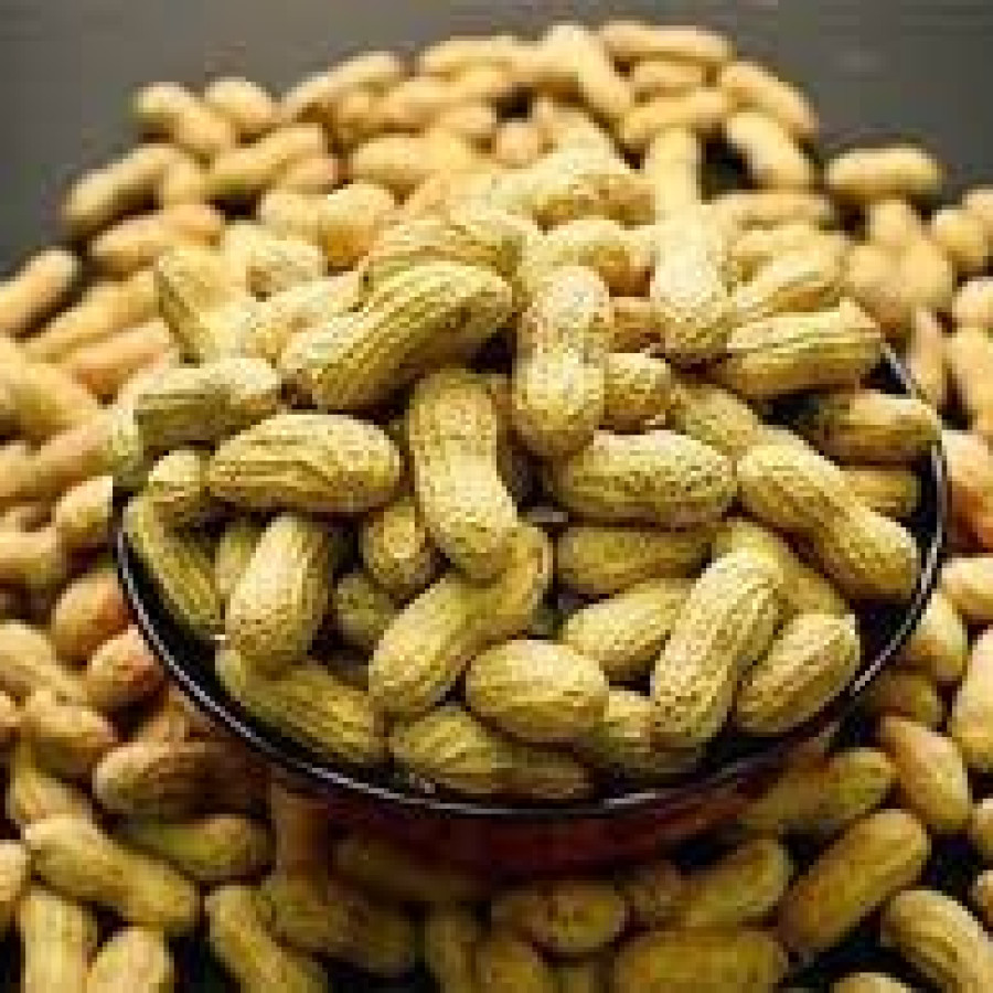 KACANG TANAH
