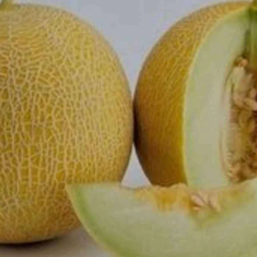 Melon madu - depan
