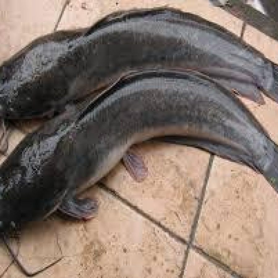 Ikan Lele.
