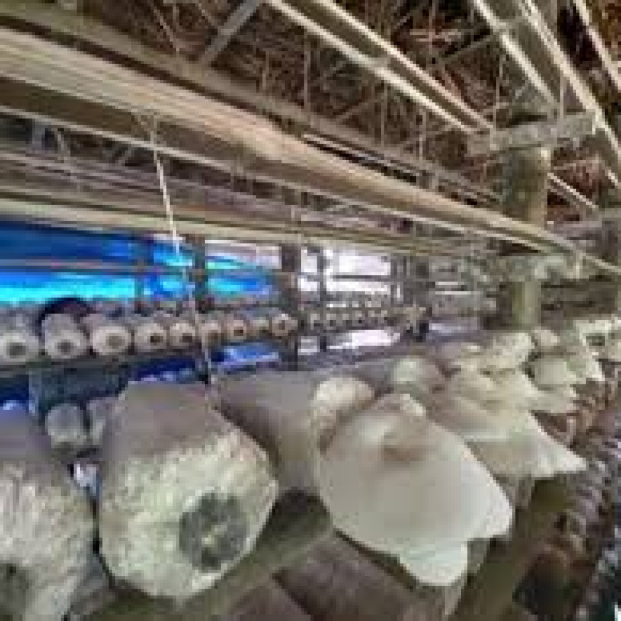 BAHAN PEMBUDIDAYAAN JAMUR