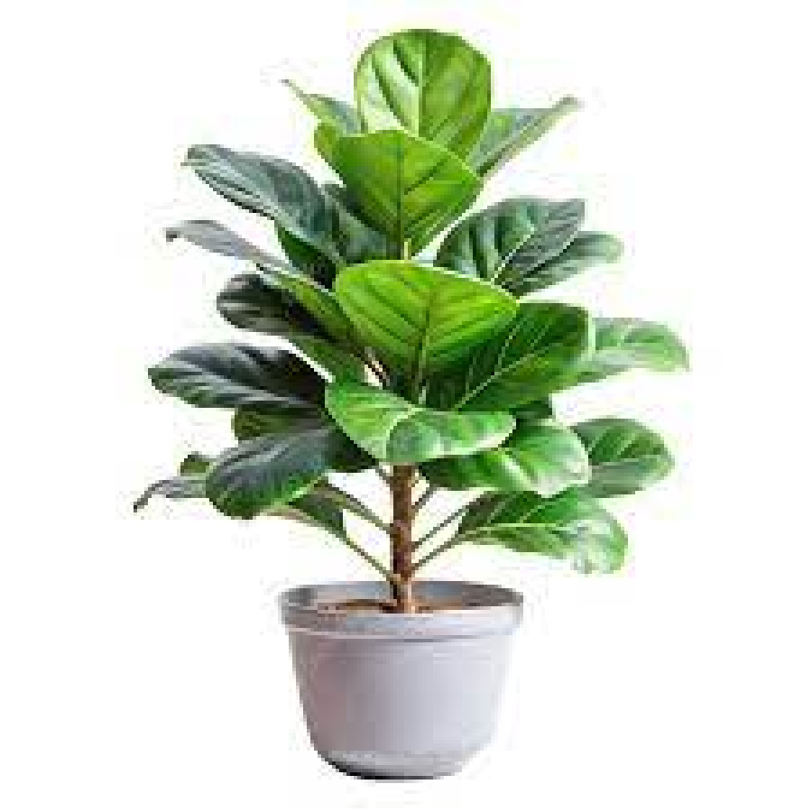 Tanaman Gafilta daun