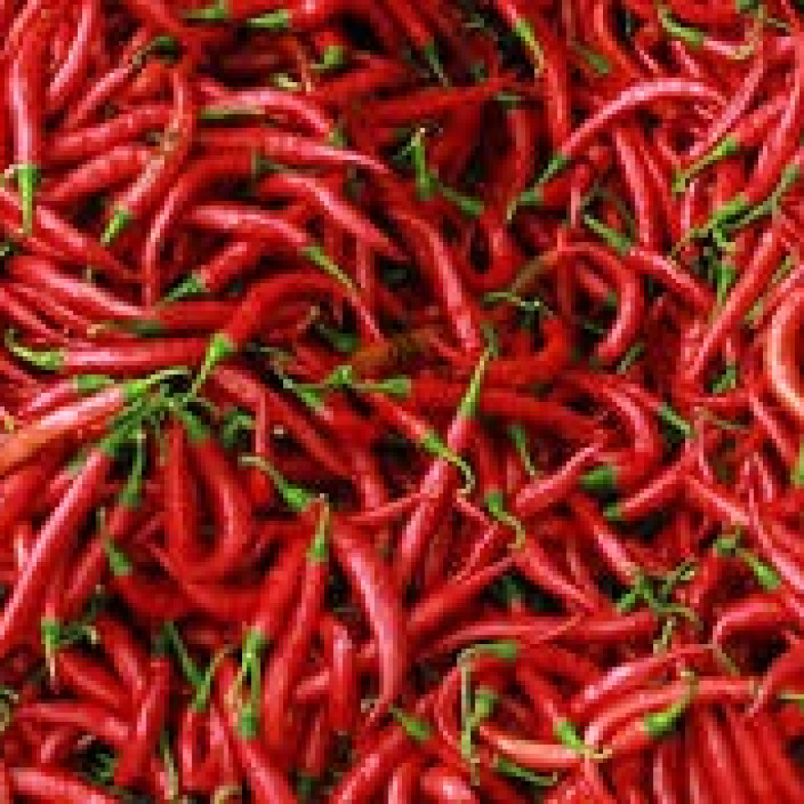 CABAI MERAH