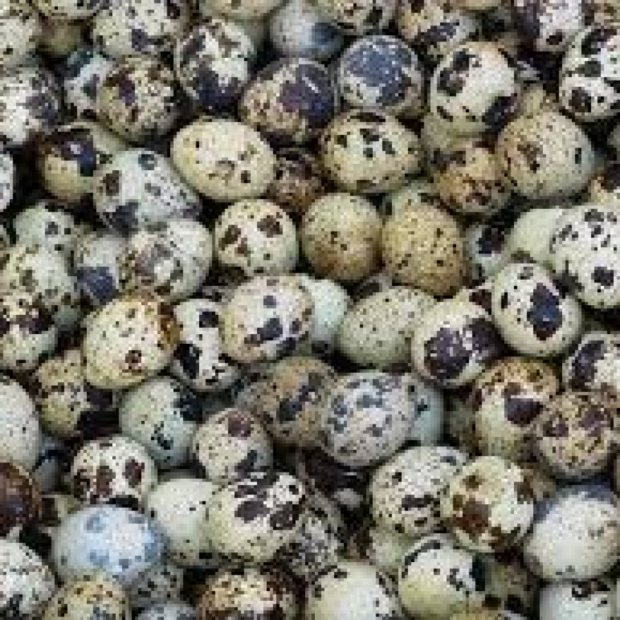 telur puyuh