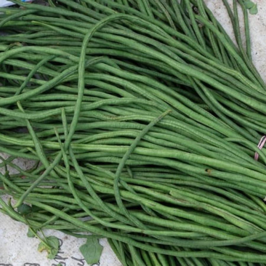 KACANG PANJANG/IKAT
