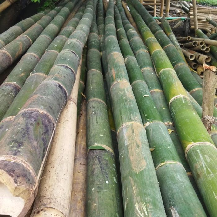 Bambu Panjang 4m - utama