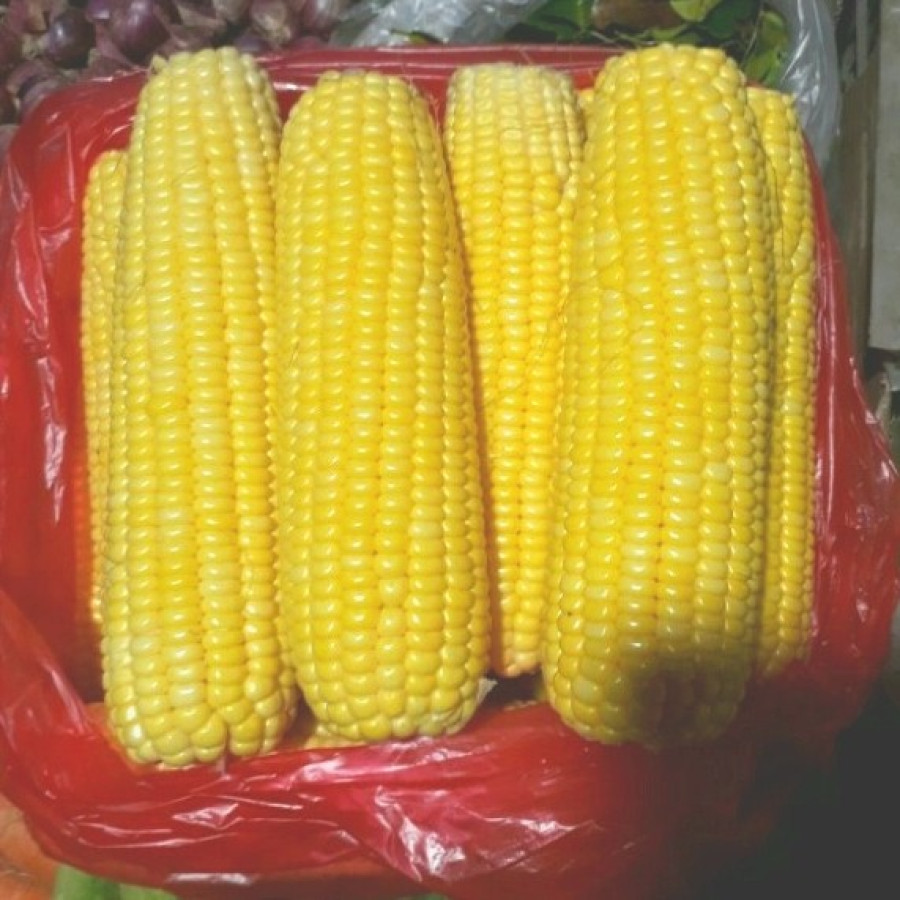 Jagung Manis/ Jagung Muda 4 Buah/Kg
