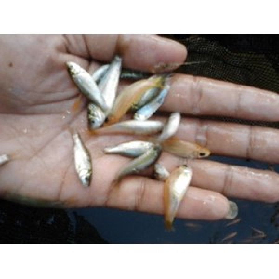 Benih Ikan Nilem